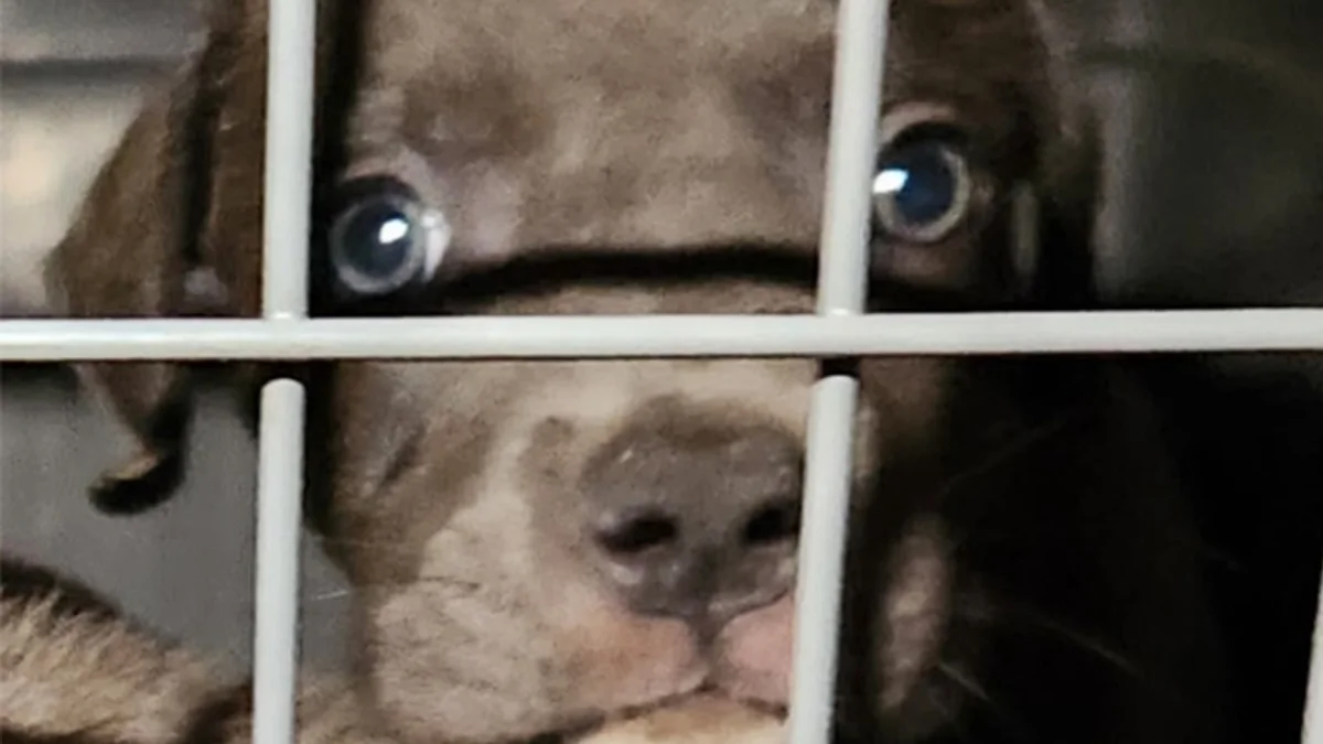 Agde - Abandonnés en pleine nuit dans un champ : cinq chiots sauvés grâce à l'alerte d'un témoin #agde