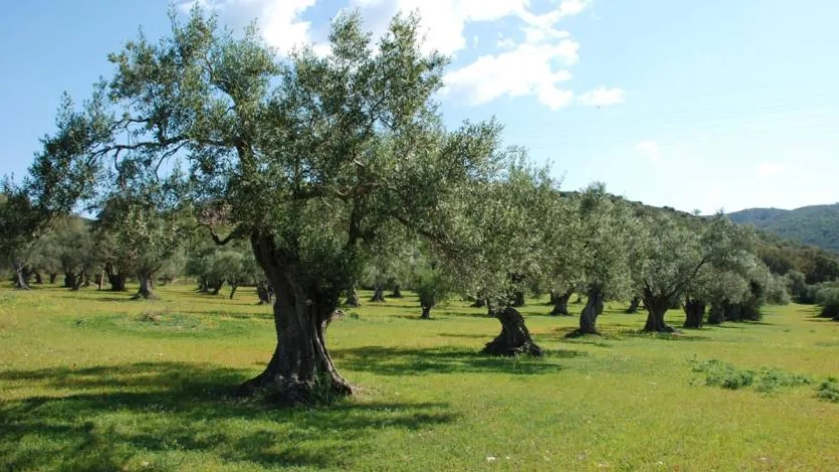 Bessan - Circuit-court avec le moulin à huile du Mont-Ramus : l'olive est reine à Bessan ! #bessan